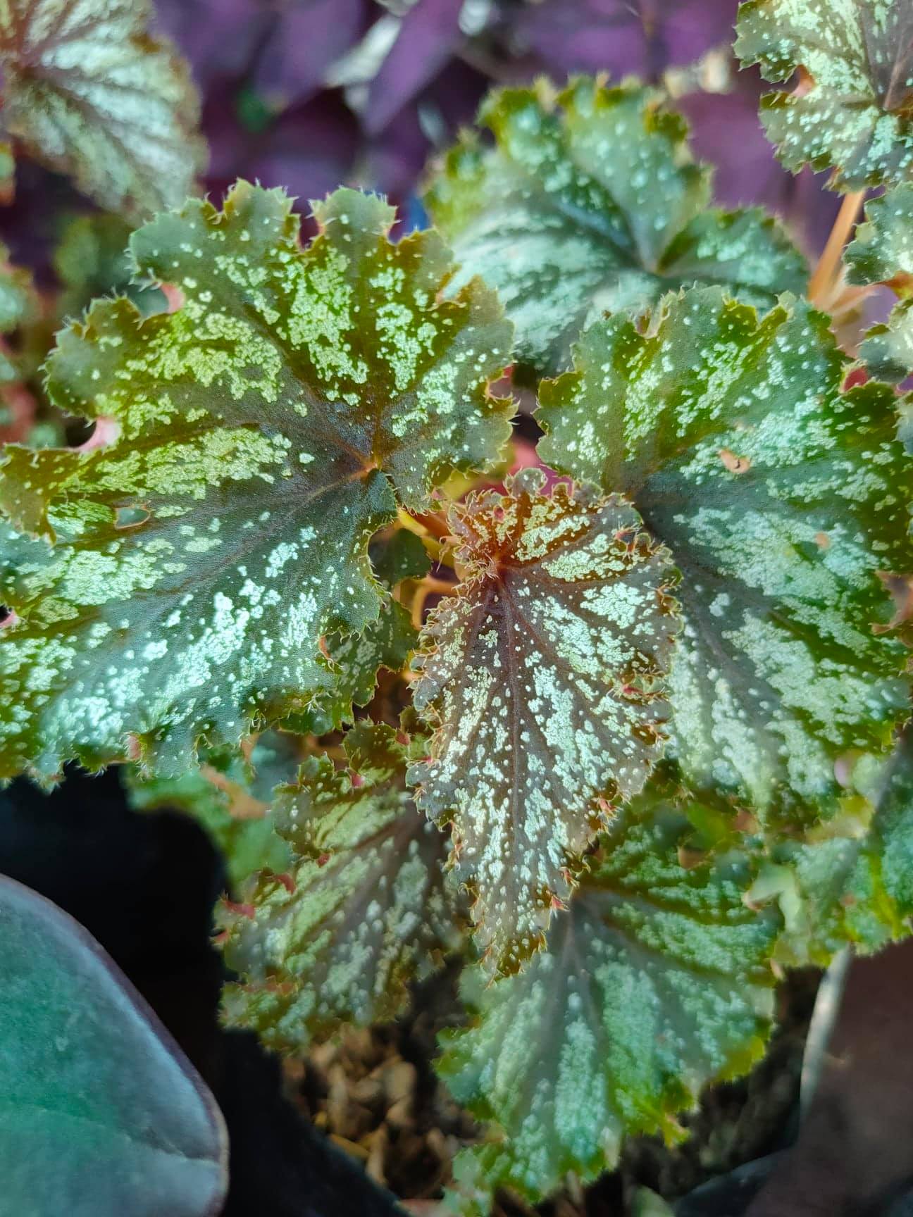 Begonia Galaxy With Free Plastic Pot Pebbles And Garden Soil 4 Stocks Only Indoor Plant And Live Plant Lazada Ph