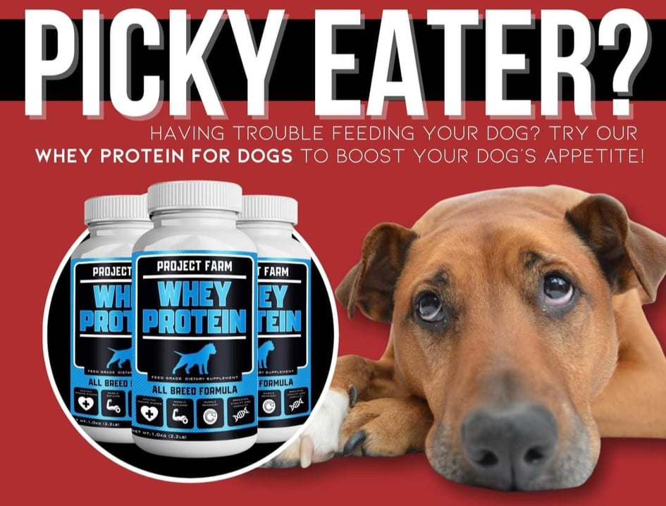 Is Whey Protein Safe For Dogs