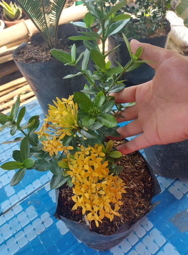 santan plant with different color and variegated santan are available