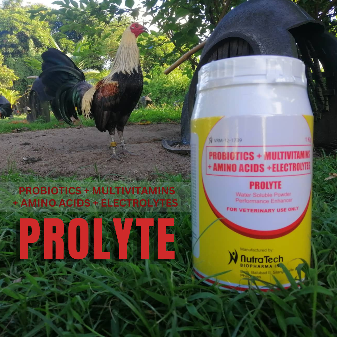 Prolyte1kg Water Soluble Powder Performance Enhancer 5 In 1 Multipowder For Fighting Cocks 2960