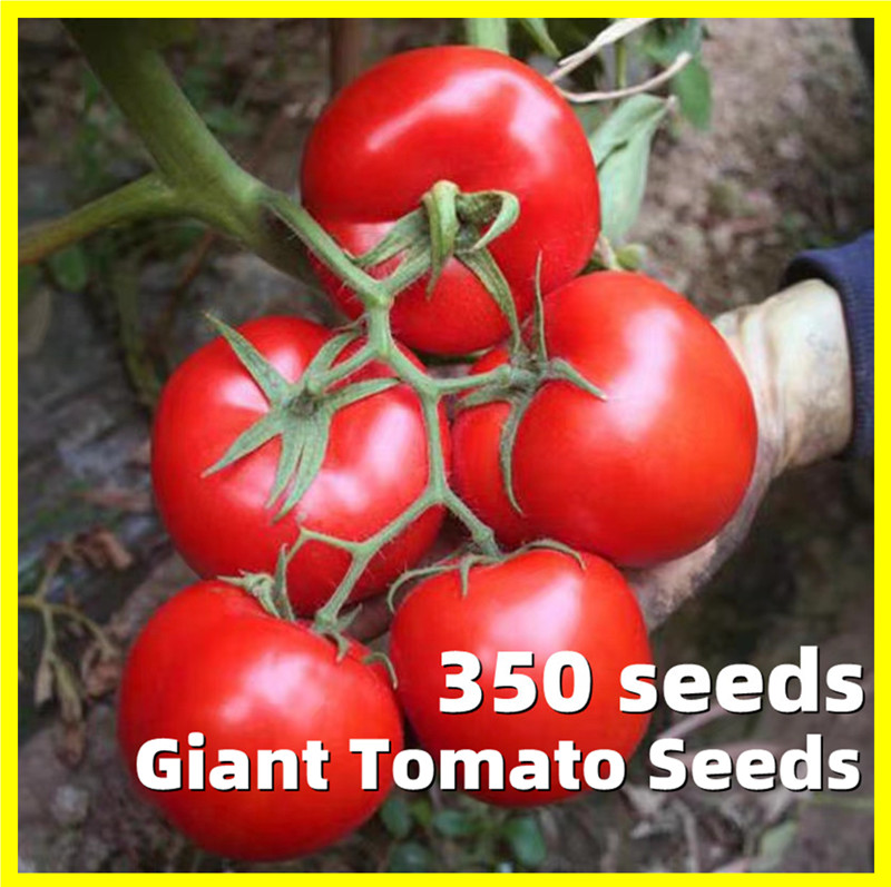 Giant Tomato Seed High Germination 350 Seeds on Sale Hybrid Tomato