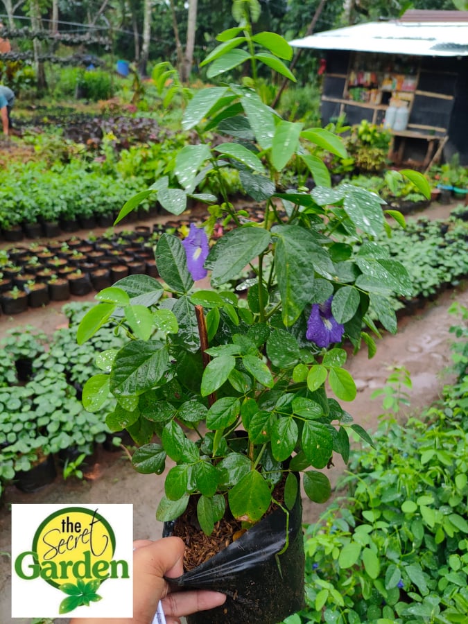 Blue Butterfly Pea Plant Live Plant (STRICTLY LUZON ONLY) with FREE