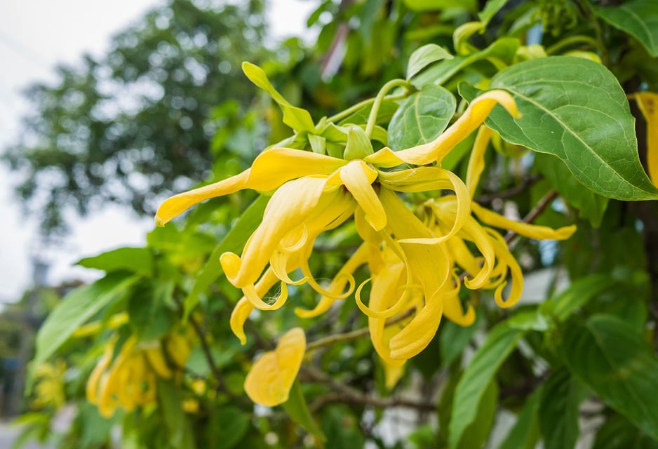 Ylang Ylang Seeds for Planting (4 seeds) Lazada PH