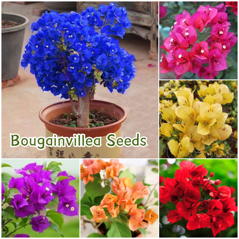 [Easy to grow in Malaysia] Bougainvillea Seeds for Planting Flowers