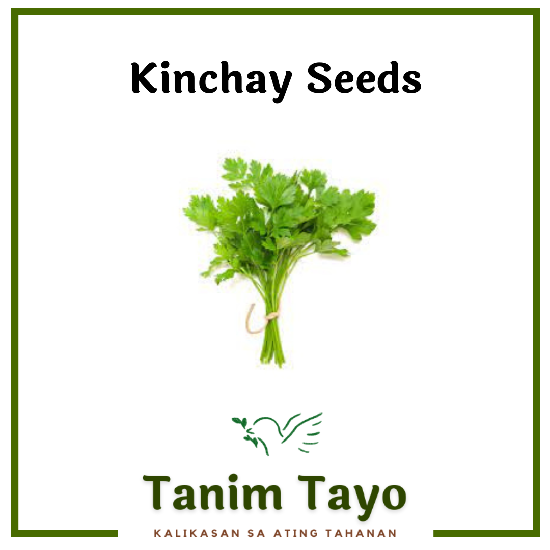 TanimTayo.PH Kinchay Catmon Seeds for Planting Premium Quality High