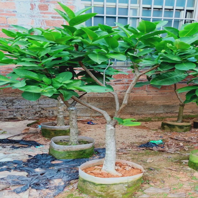 Wax apple seedlings seedlings kingbox grafting between the north and the planting new varieties