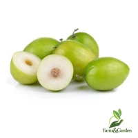 Jujube Plant Shop Jujube Plant With Great Discounts And Prices Online Lazada Philippines