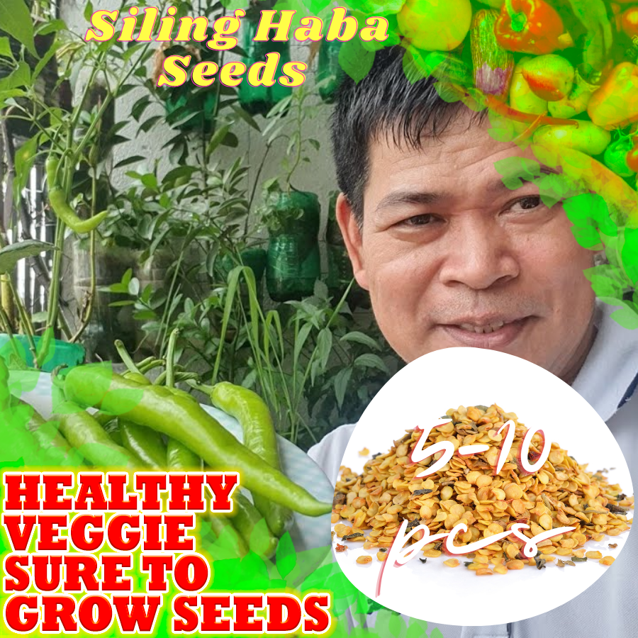 SILI PANIGANG / Siling Haba / Hot Pepper Green / Bicol Express Chili