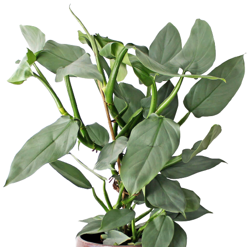 Philodendron Silver Sword Cutting Rare Lazada Ph