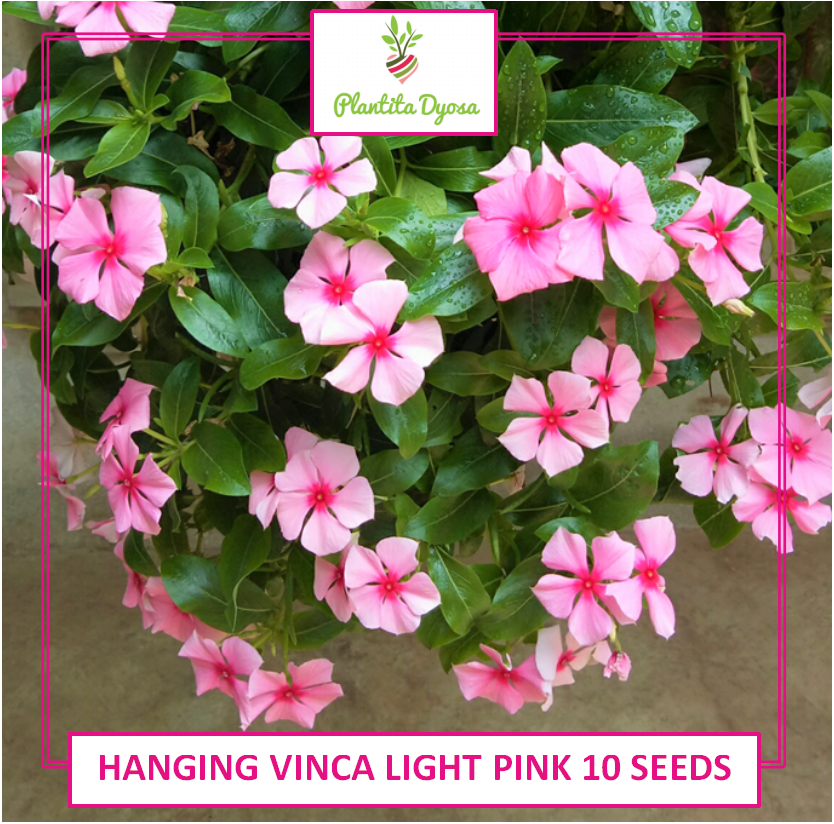 HANGING VINCA LIGHT PINK (10 SEEDS) PERIWINKLE KUMINTANG FLOWER Lazada PH
