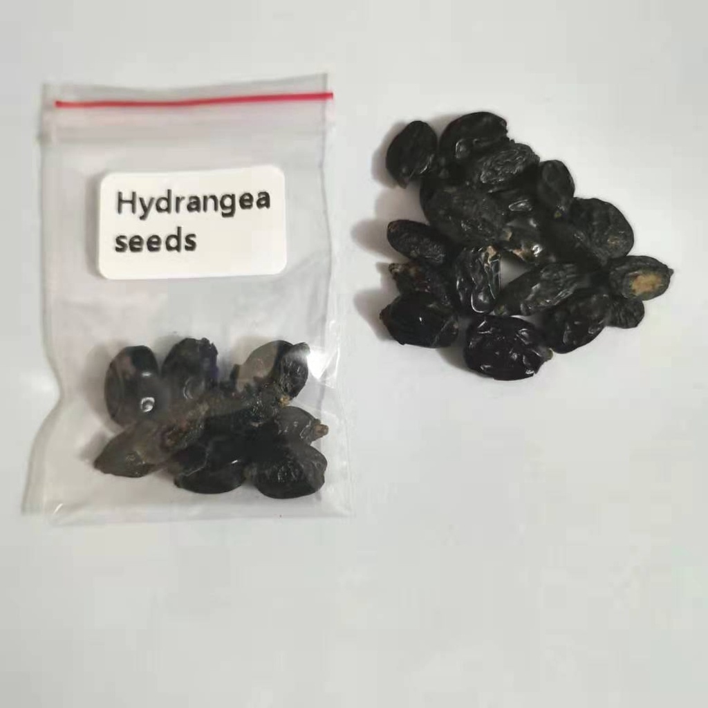 10 pcs/bag hydrangea seed bonsai flower seeds china hydrangea perennial garden flowers seeds