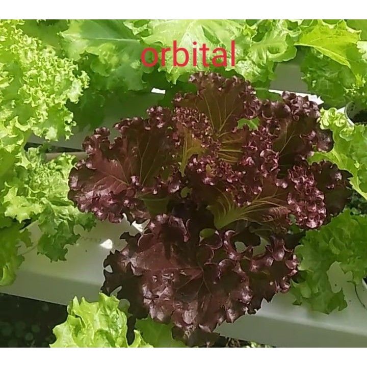 Orbital Seeds by RZ Rijk Zwaan repacked by Katanim buy 1 take 1， 50