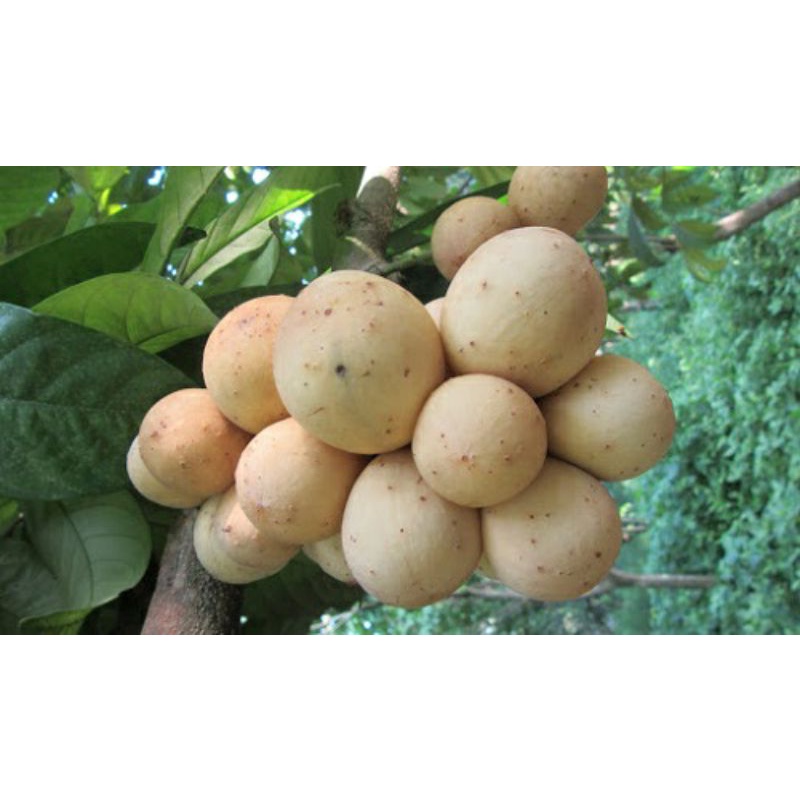 Grafted Lanzones Longkong/ Longgan fruit seedlings | Lazada PH