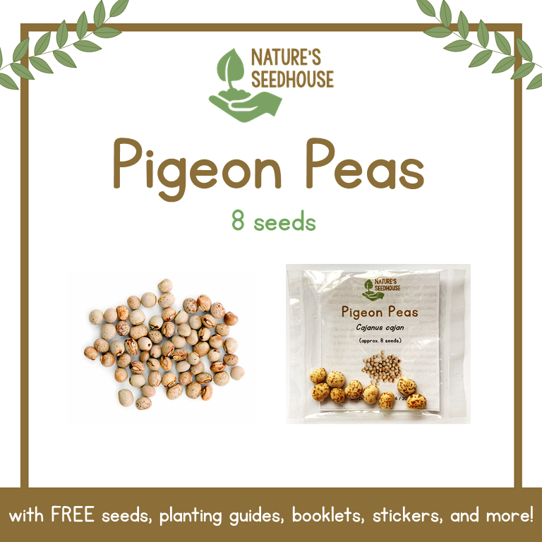 Pigeon Peas Seeds • Kadyos Seeds • Vegetable Seeds • Plant Seeds