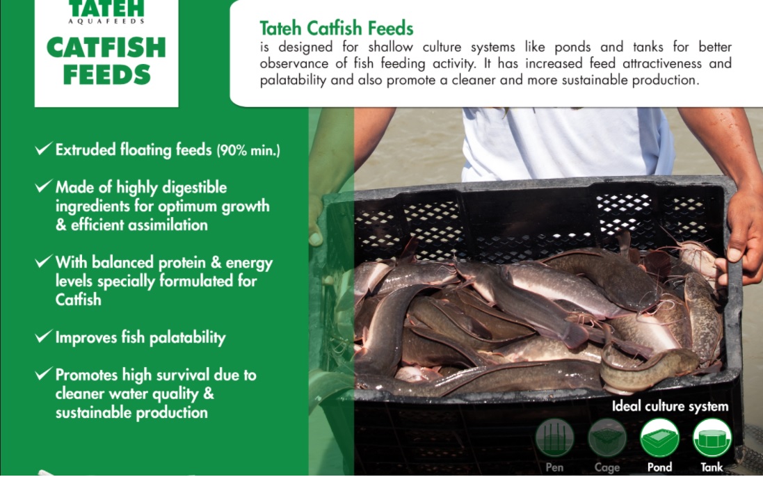 tateh feeds for catfish