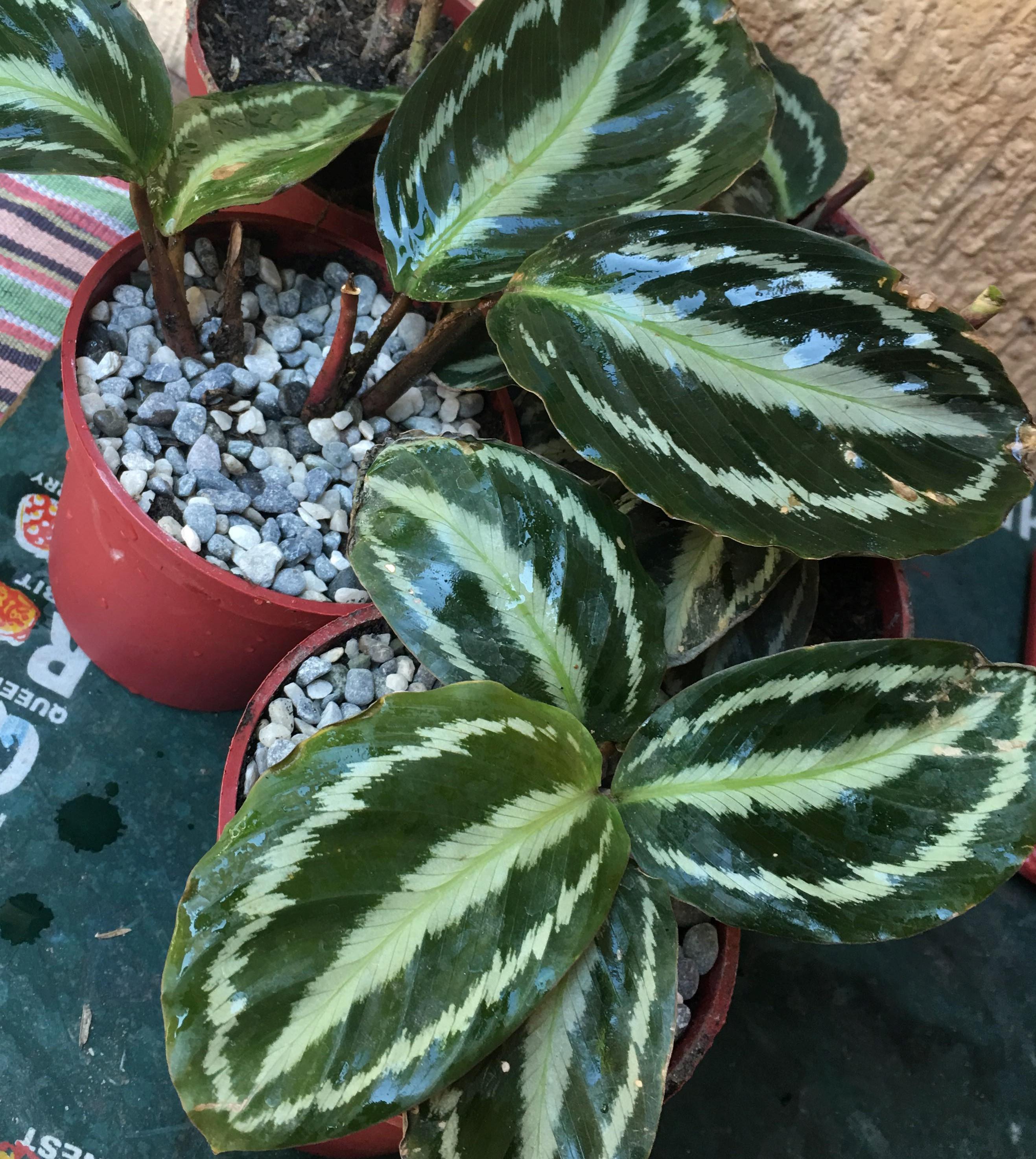 Calathea Roseopicta commonly called as Rosepainted Calathea red