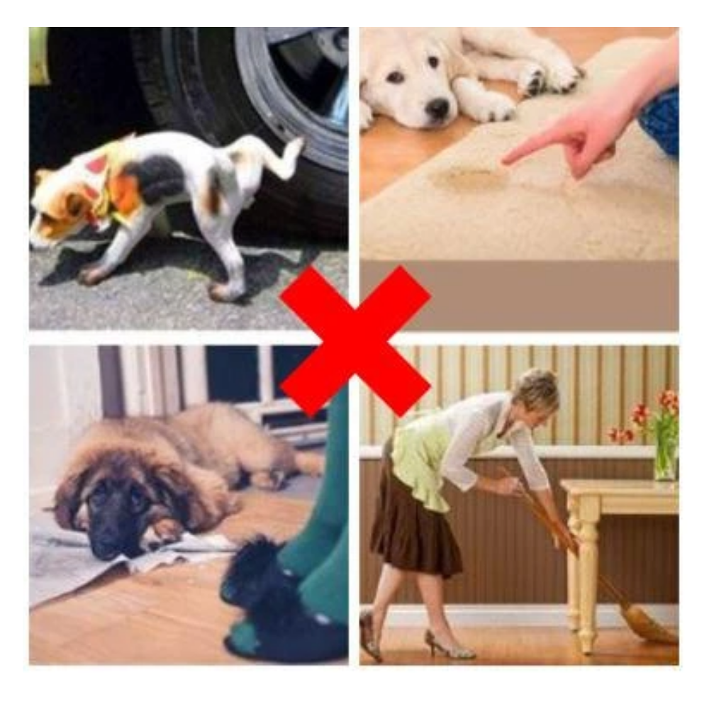 puppy toilet training aids