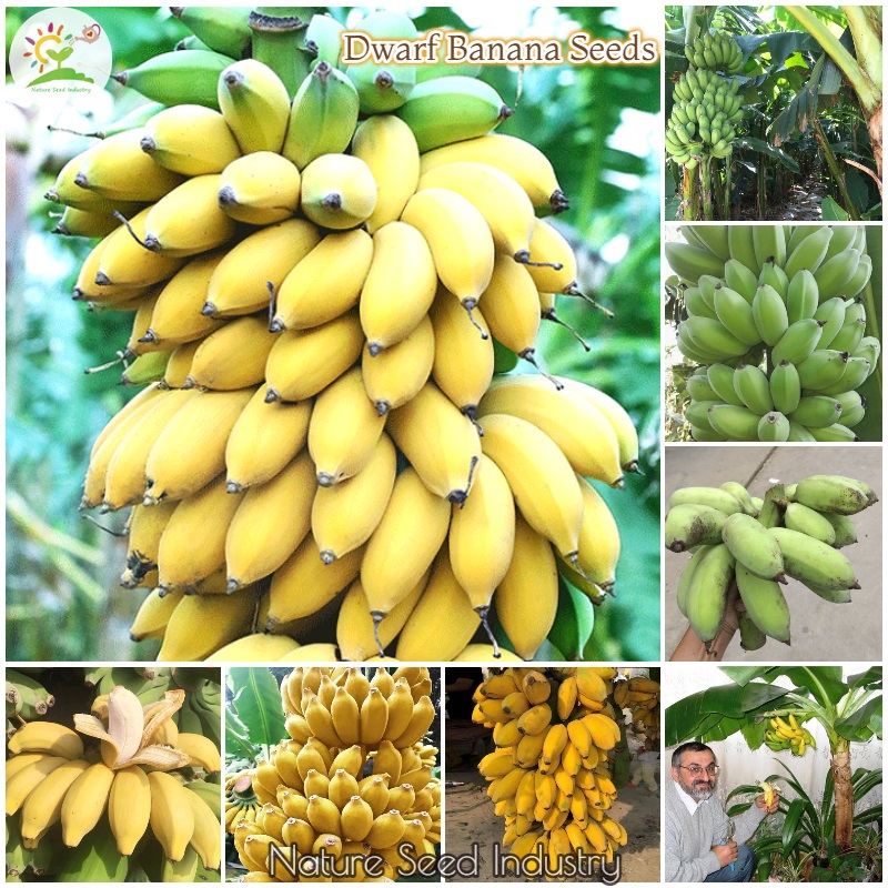 90pcs Banana Tree Seeds Mini Bonsai Fruit Seeds Home Garden Plants NIVNI Semillas 