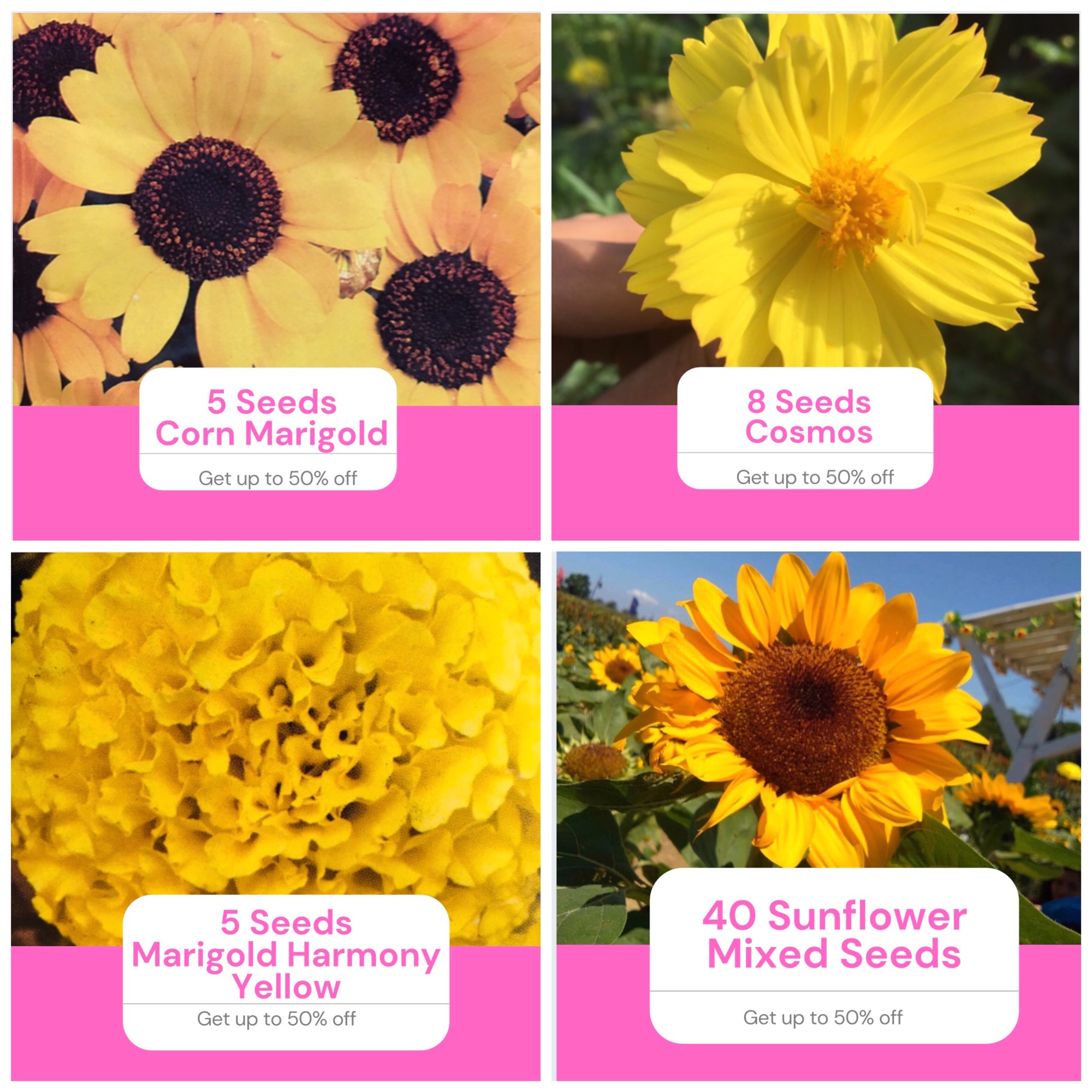 All In 4 In Pack Yellow Flowering Seeds Corn Marigold Cosmos Marigold Sunflower Lazada Ph
