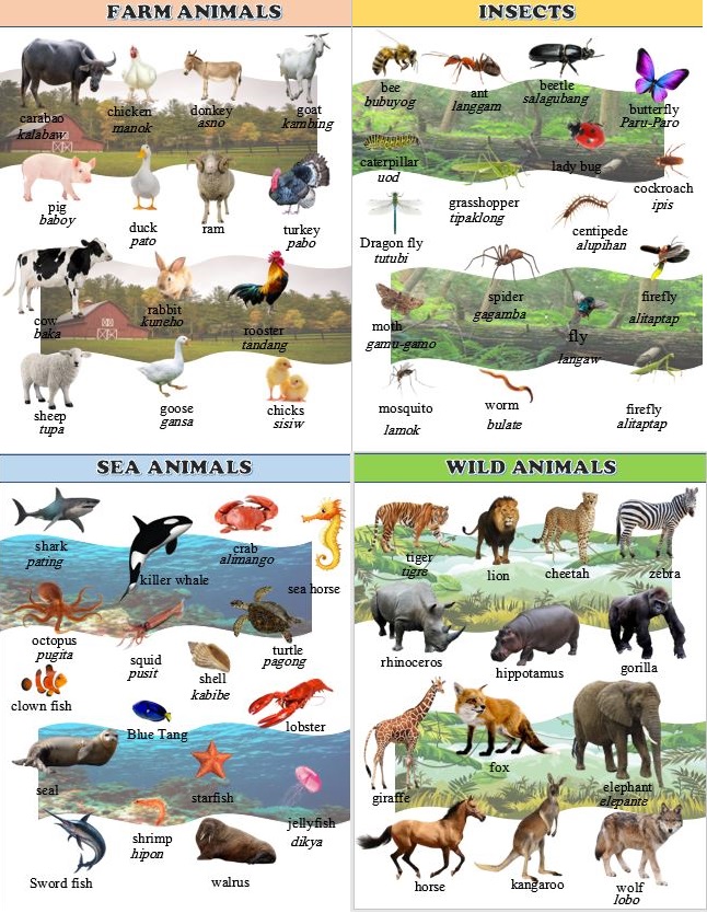4 pcs Educational Animals set laminated chart A4 size (Wild, Farm, Sea  Animals & Insects) | Lazada PH