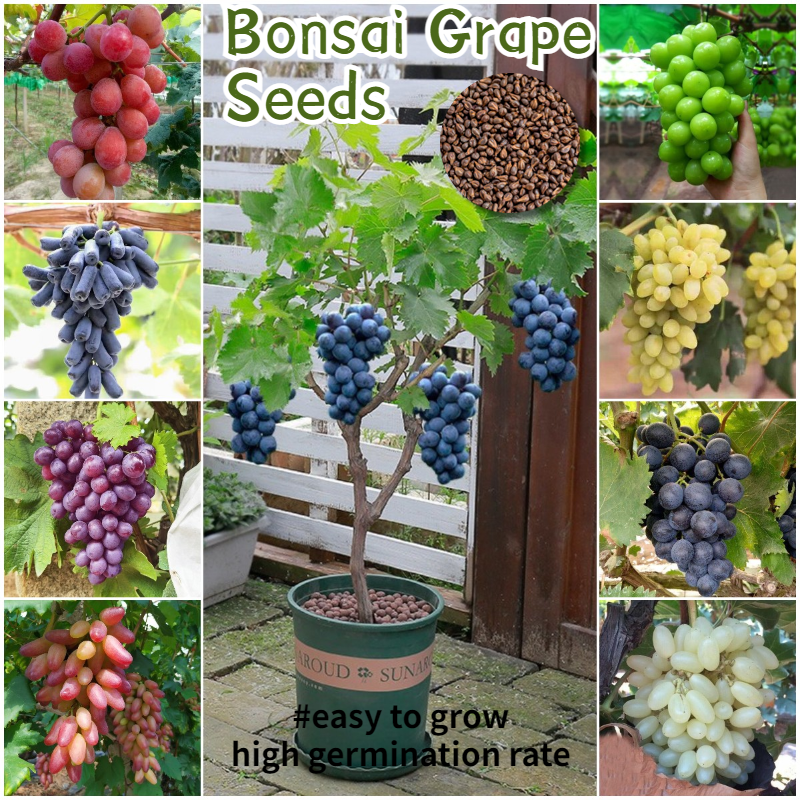 [Easy to grow in Malaysia] Fresh Grape Seed Fruit Seeds for Planting