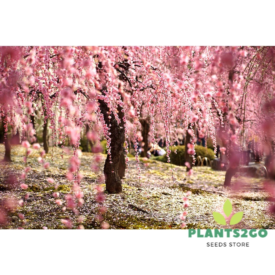 Japanese Sakura Cherry Blossom Tree Seeds TR18 2 seeds of High
