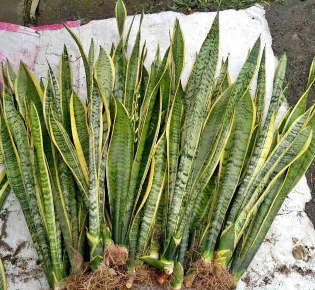 Uprooted Snake Plant (23Leaves) (Indoor Plant and Outdoor Plant , Real