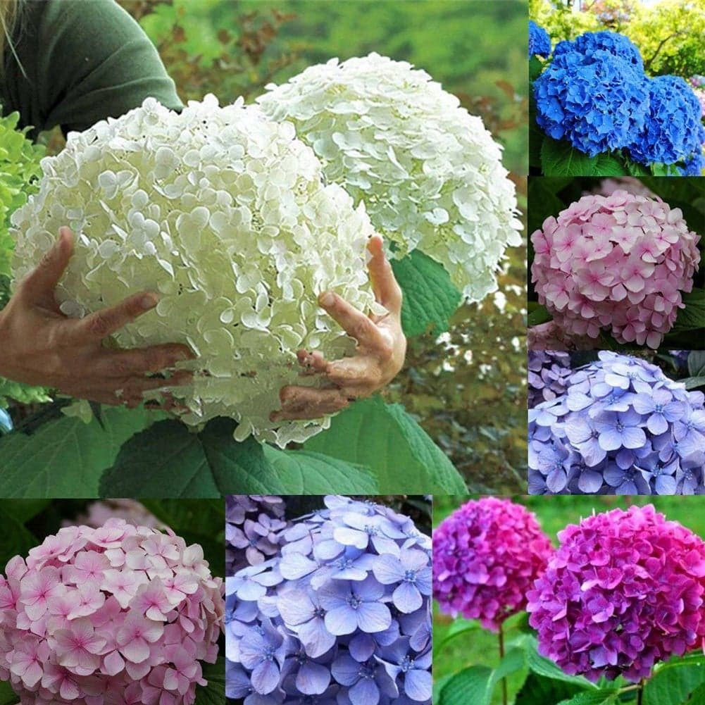 Hydrangea Flower Seeds 10pcs Buy Sell Online Plant Seeds And Bulbs With Cheap Price Lazada Ph