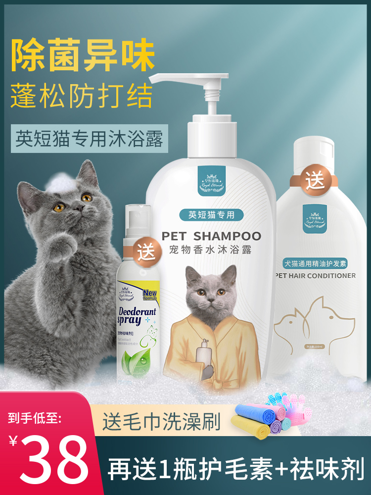 British Shorthair Silver Gradual Layer Blue Cat Special Cat Shower Gel Sterilization Mite
