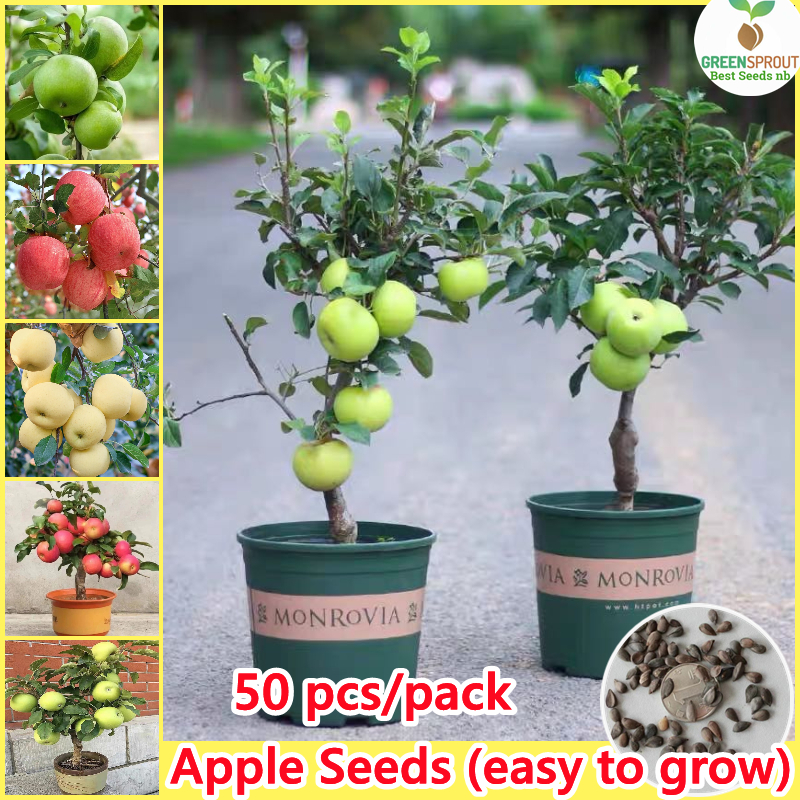 [Fast Germination] Very Good Fresh Apple Seeds for Planting (Mixed