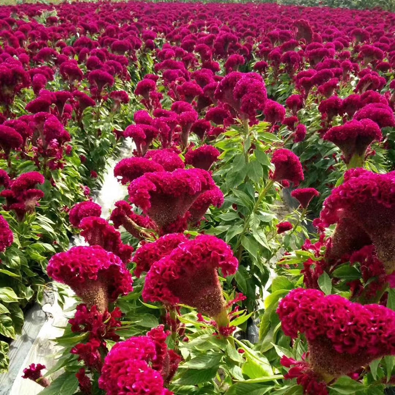 Philippines Ready Stock 200pcs Multicolor Celosia Plumosa Seed Bonsai Seeds  for Planting Flowers Seeds Indoor and Outdoor Plants Real Live Plant for  Sale Easy To Plant In Local Garden | Lazada PH