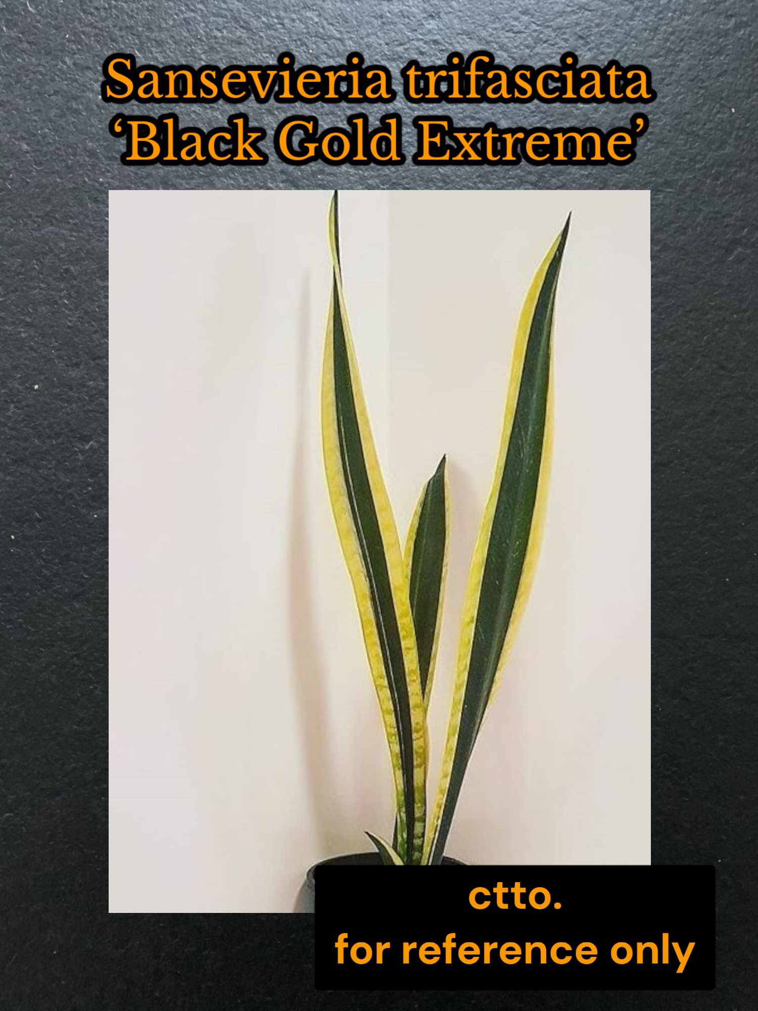Trifasciata 'Black Gold Extreme' Sansevieria Indoor Plants Seeds Fresh  Sansevieria Philippines Origin Black Gold Extreme - Lazada | Lazada PH