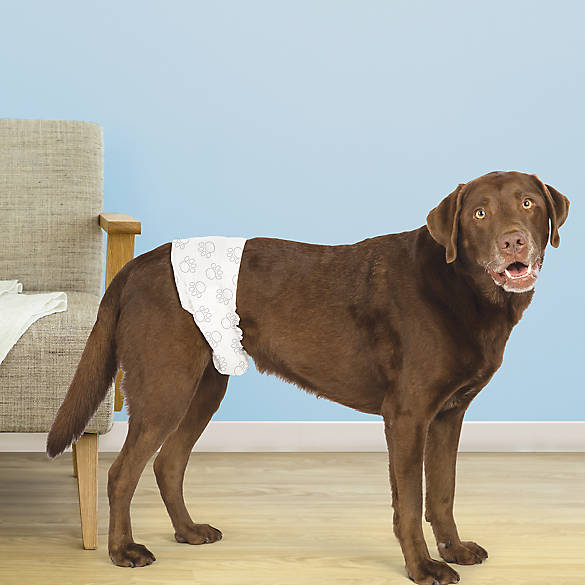 labrador dog diapers
