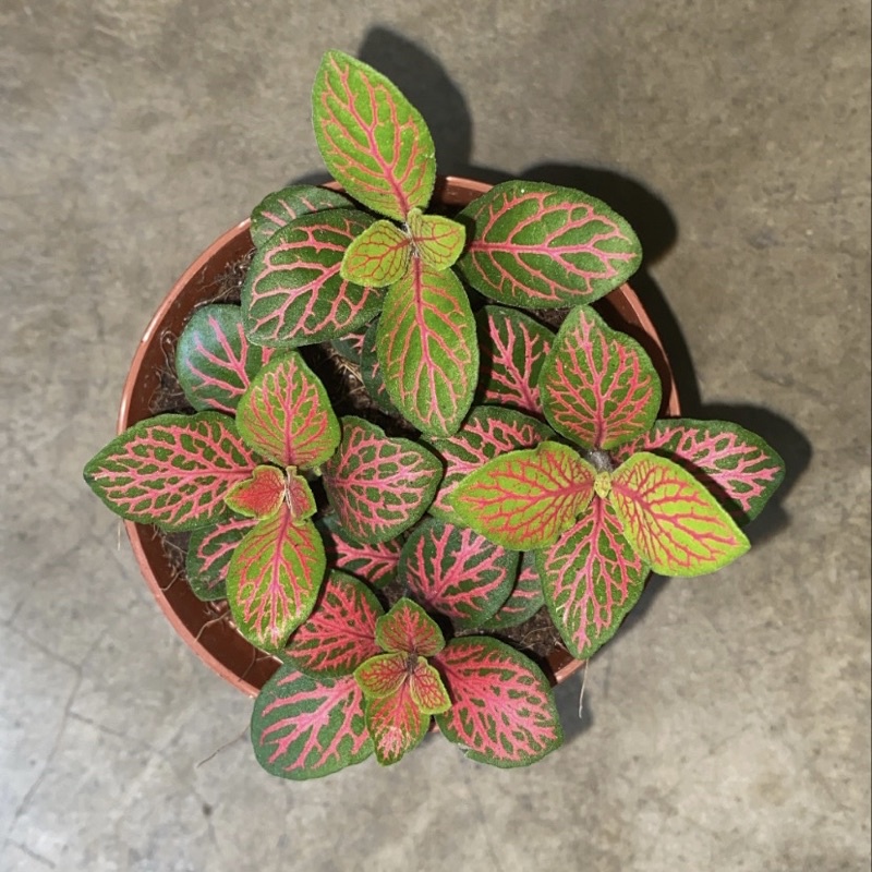 Fittonia Albivenis Live Plant / Nerve Mosaic Plant in Different ...