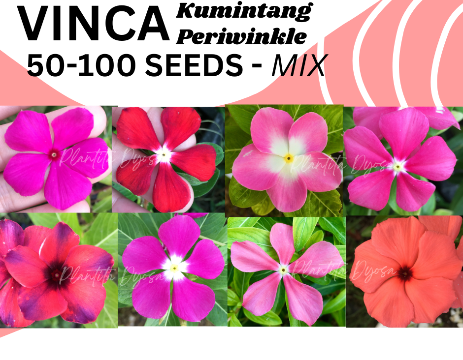 VINCA MIX COLOR (50/100 SEEDS) PERIWINKLE KUMINTANG flower seeds