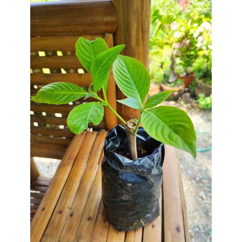 Madre De Agua Cuttings Plant / pc | Lazada PH