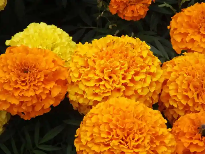 Marigold Frilly Francais Seeds For Planting 10 Seeds Flower Lazada Ph