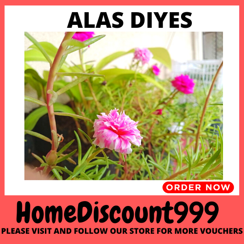 CASH ON DELIVERY 10AM PLANTS / GARDEN MOSS ROSE ALAS DIYES PORTULACA