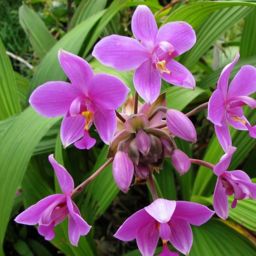 Ground Orchid | Lazada PH