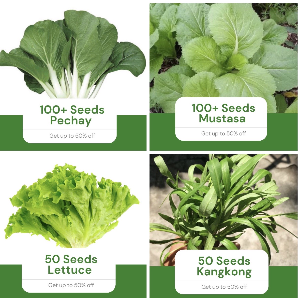 Binhi All in 4 in 1 Pack Leafy Vegetables (Pechay, Mustasa, Lettuce