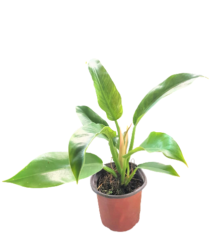 Philodendron Green Orlando Cutting (Seller reference : 3/4 LNR) | Lazada PH