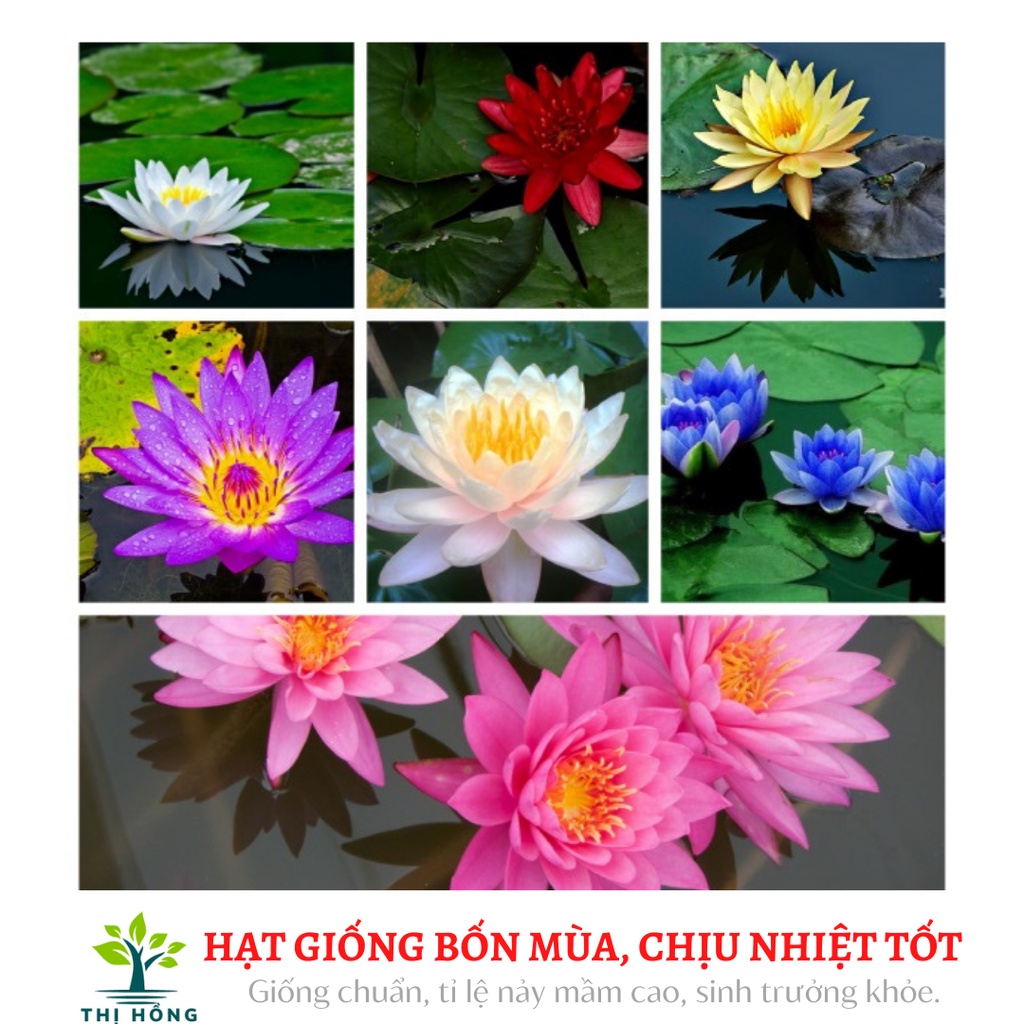 Hạt giống hoa súng mini nhiều màu 5H ( xuất xứ Nhật Bản)
