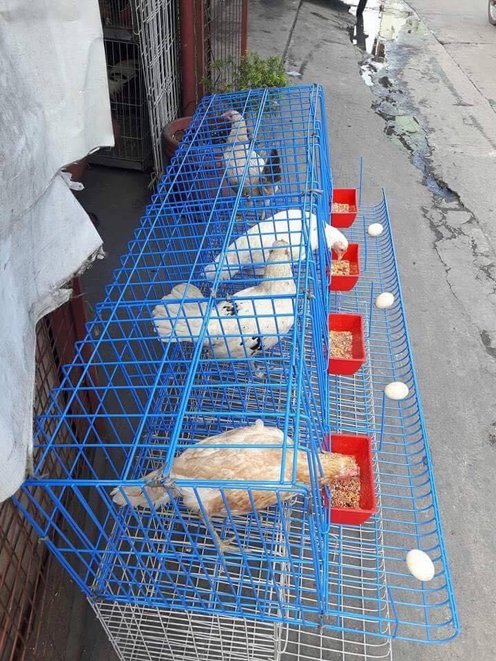 Battery Cages 4 Doors Coated Blue Lazada PH