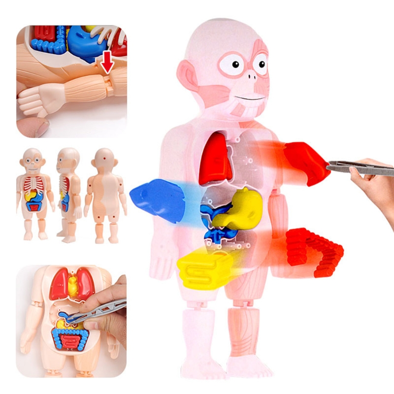 1Set Kid’s Education Block Puzzle Learning Toy Anatomy Game Board 3D