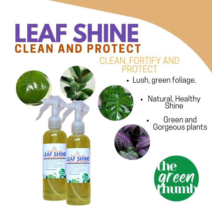 The Green Thumb (250ml READY TO USE) 100 Organic LEAF SHINE spray for