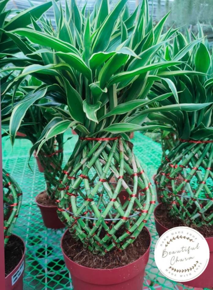 Lucky Bamboo Pineapple ( LUCKY PLANT ) with FREE plastic pot, pebbles