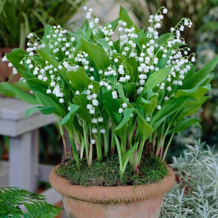 MA444 Hạt Giống 10 hạt Hoa Linh Lan