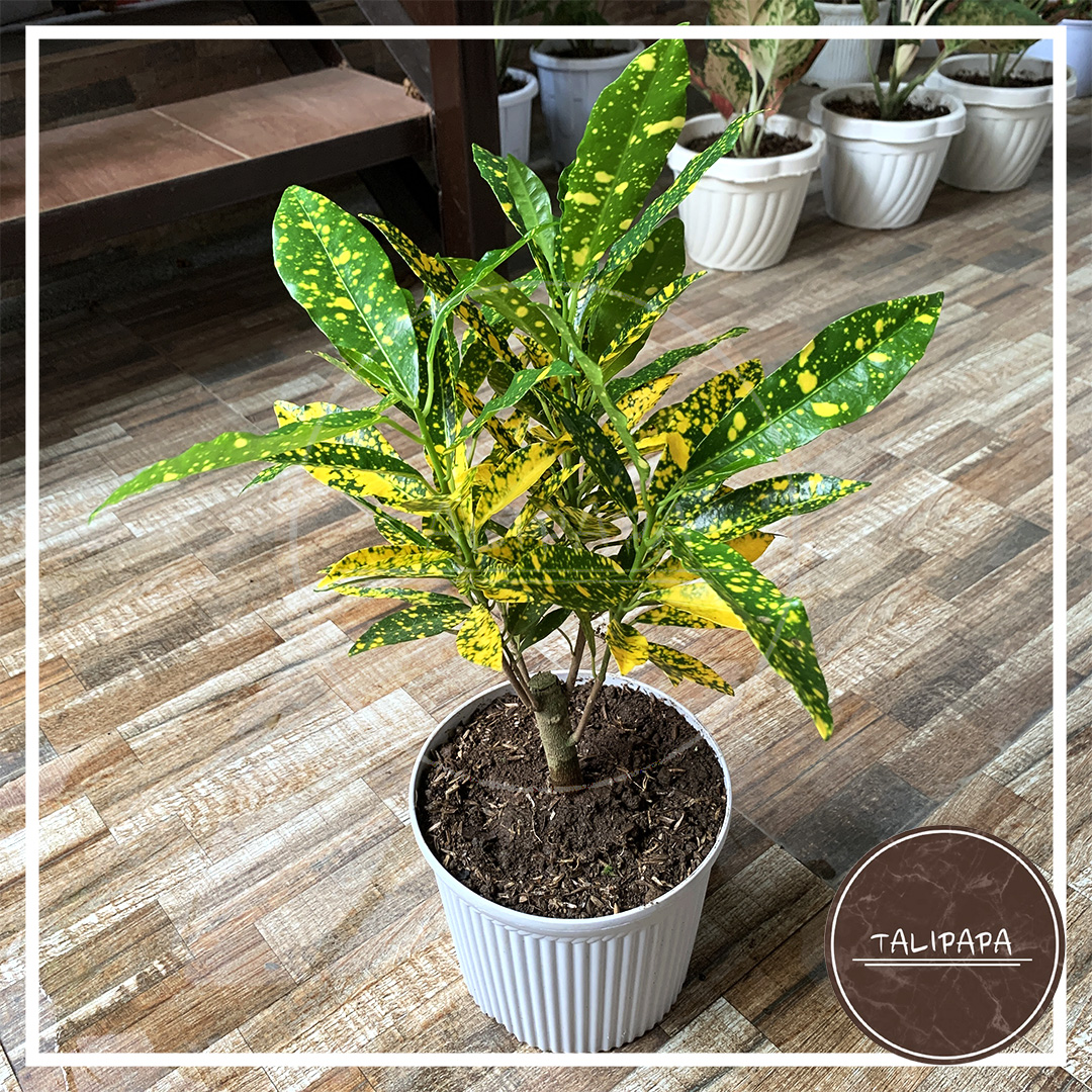 Gold Dust Stardust Croton Plant Outdoor Healthy Live Plant w/ Pot