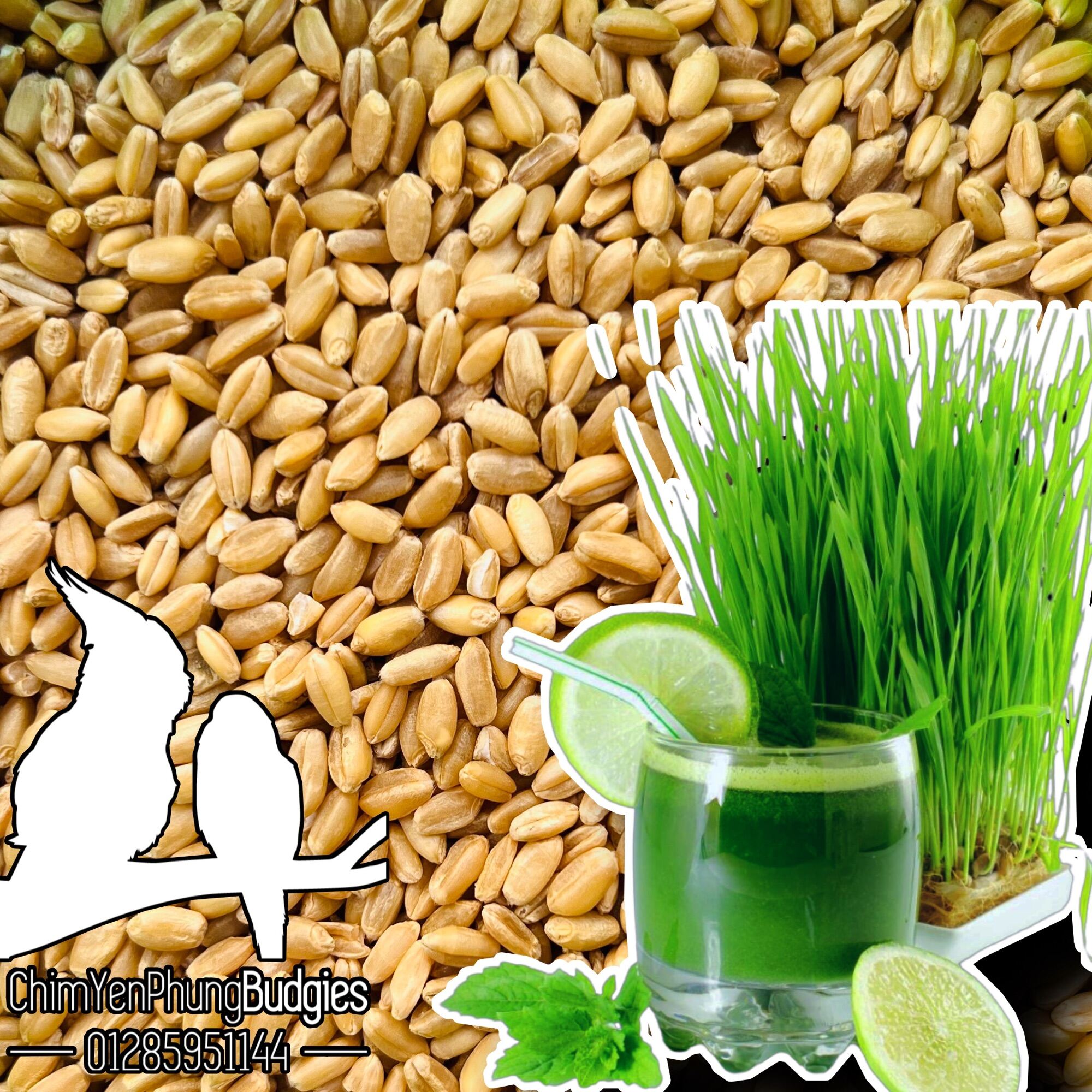 1kg hạt giống Cỏ Lúa Mạch (Wheatgrass) tốt cho sức khoẻ (ươm lấy nước uống).
