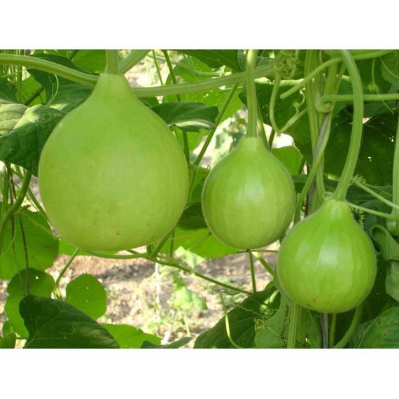 Upo Salakot Seeds for Planting (4 seeds) VEGGIES Lazada PH